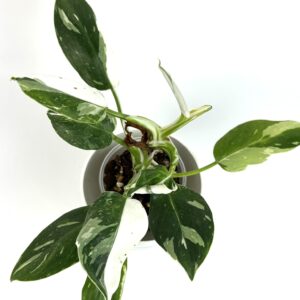 Filodendron White Princess