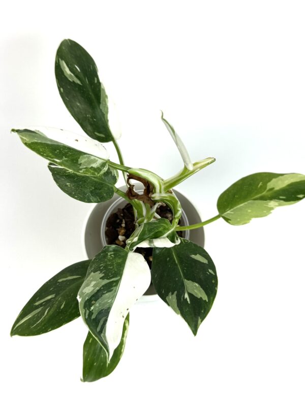 Filodendron White Princess