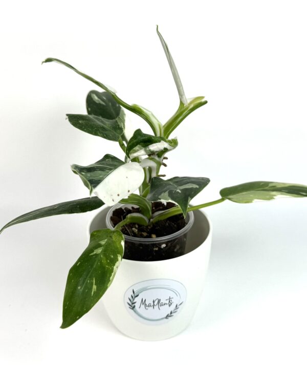 Filodendron White Princess - Image 2
