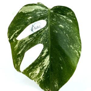 Monstera Albo juurutamata pistik