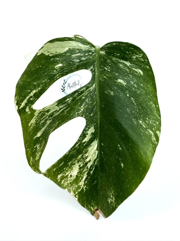 Monstera Albo juurutamata pistik
