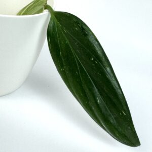 Monstera Standleyana juurdumata pistik