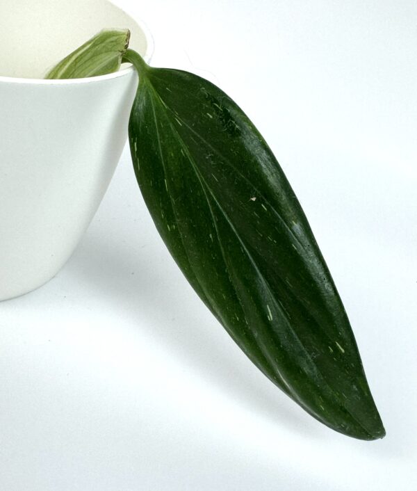 Monstera Standleyana juurdumata pistik
