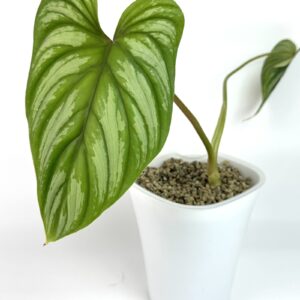 Filodendron Mamei