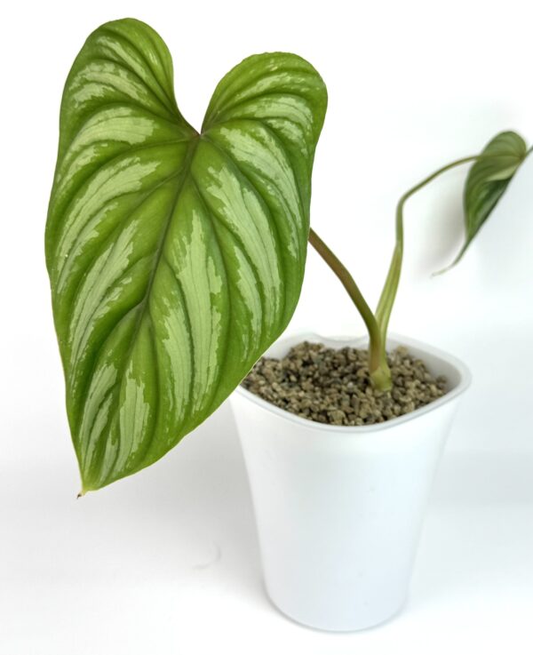 Filodendron Mamei
