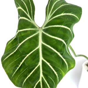 Filodendron Gloriosum Zebra