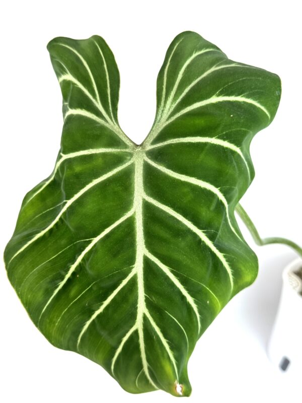 Filodendron Gloriosum Zebra