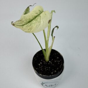 Monstera Mint