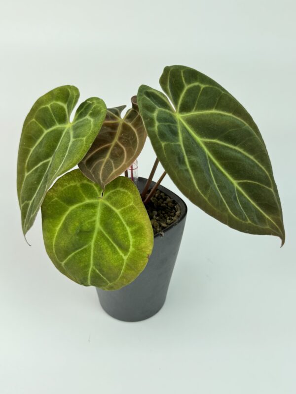 Antuurium Papi X - Image 2