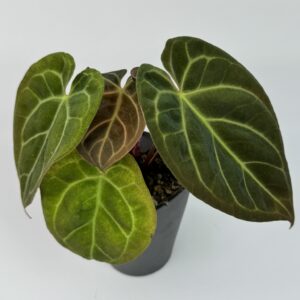 Antuurium Papi X