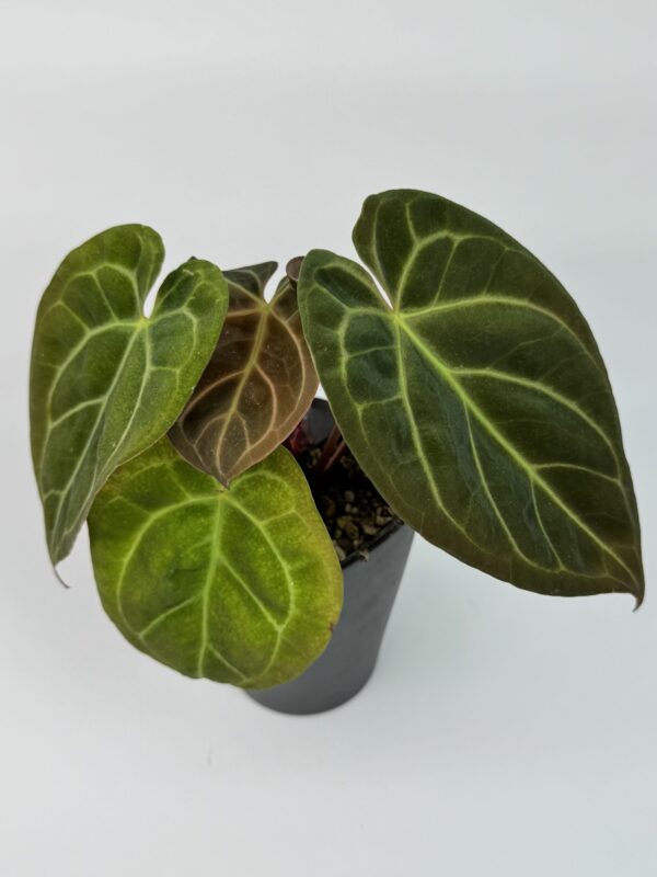 Antuurium Papi X