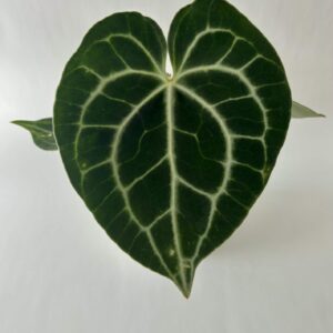 Antuurium Clarinervium