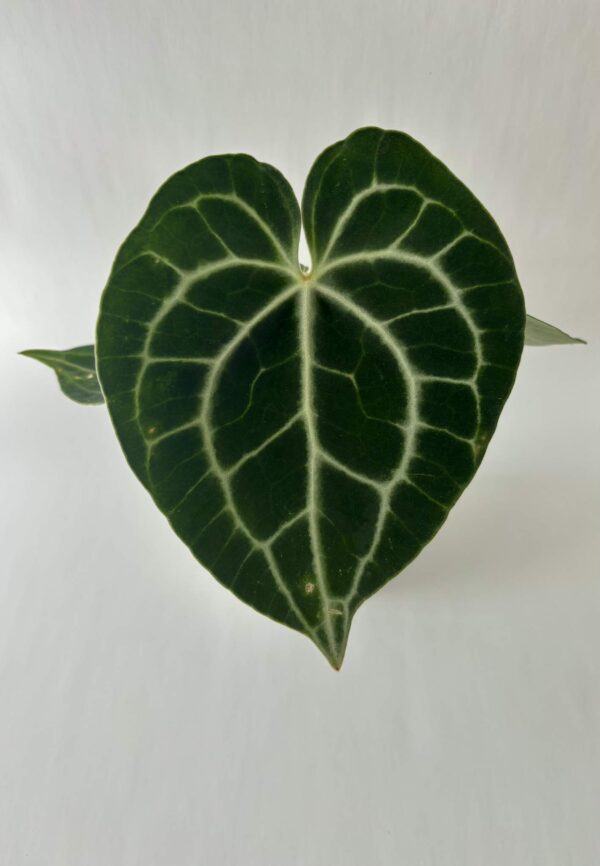 Antuurium Clarinervium