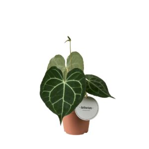 Antuurium clarinervium