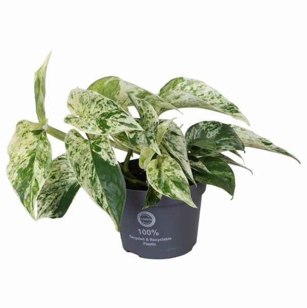 Epipremnum pinnatum Marble Queen.