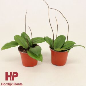 Vahalill Erythrina