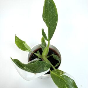 Filodendron White Princess