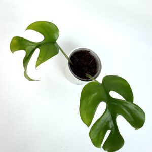 Rhaphidophora Tetrasperma
