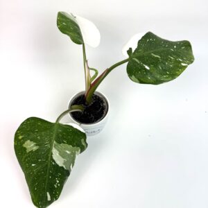 Filodendron White Princess