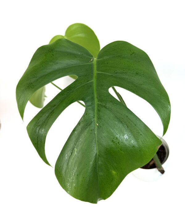Monstera - Image 2