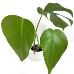 Monstera