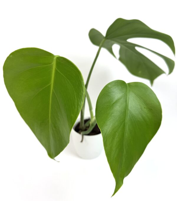 Monstera