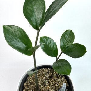 Zamioculcas Zamiifolia