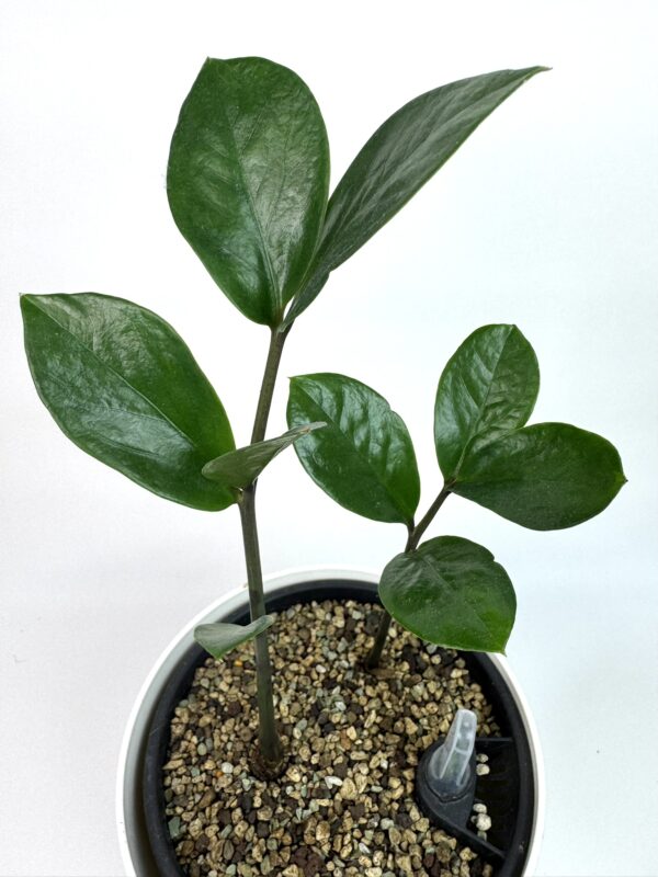 Zamioculcas Zamiifolia