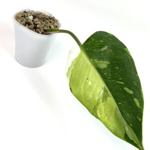 Filodendron White Princess Tricolor