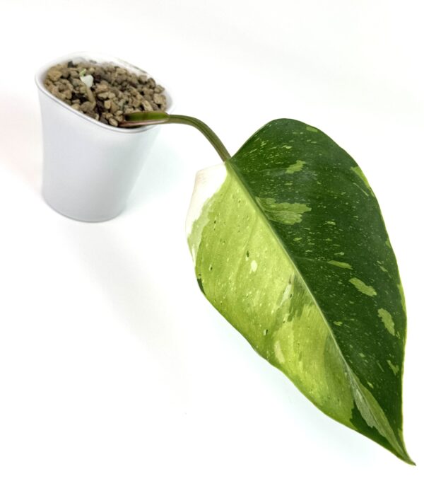 Filodendron White Princess Tricolor