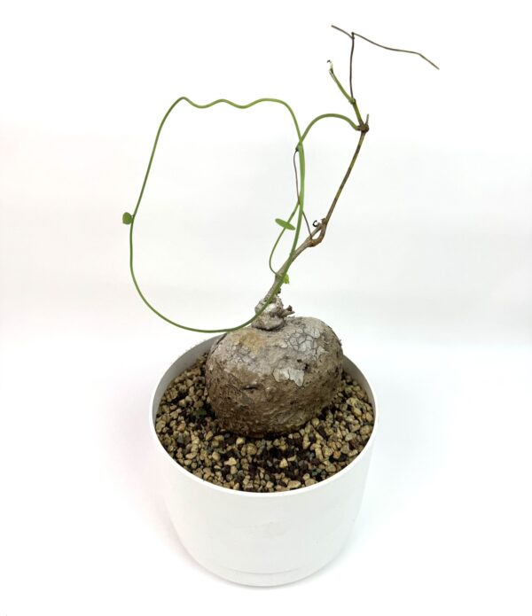Stephania Glabra