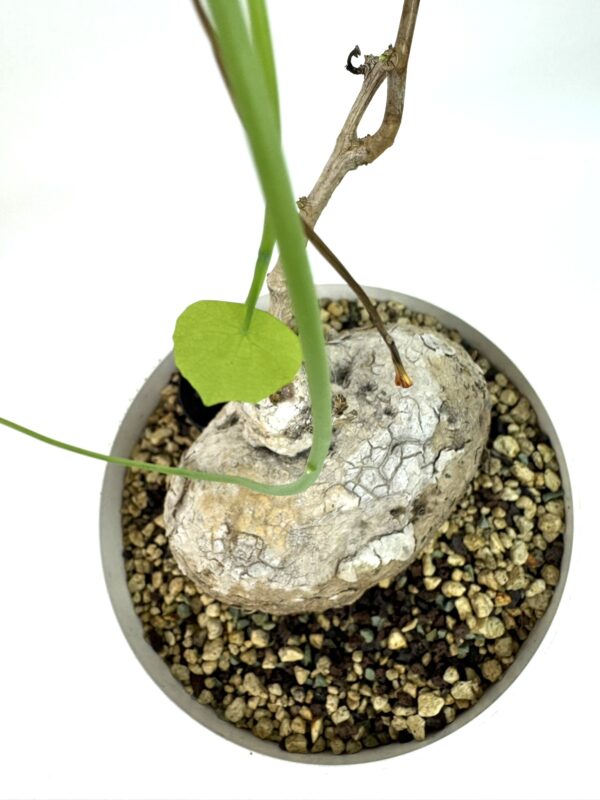 Stephania Glabra - Image 2