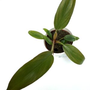 Filodendron Florida Bronze
