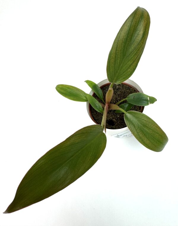 Filodendron Florida Bronze