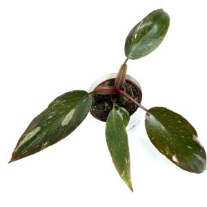 Filodendron Pink Princess madala variegatsiooniga