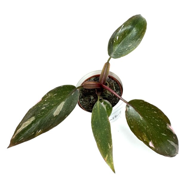 Filodendron Pink Princess madala variegatsiooniga