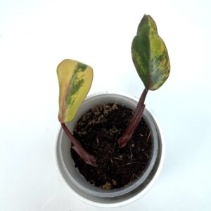 Filodendron Strawberry Shake