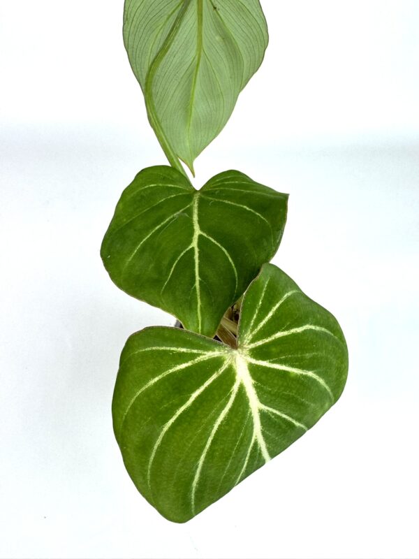 Filodendron Gloriosum Zebra - Image 2