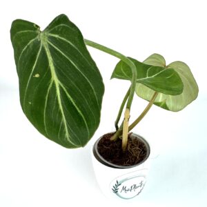 Filodendron Gloriosum Zebra