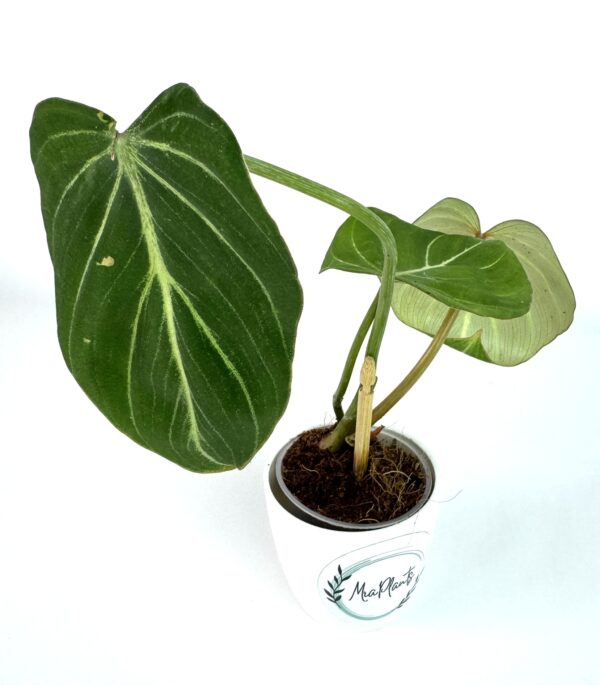 Filodendron Gloriosum Zebra
