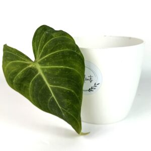 Filodendron Splendid juurdumata pistik