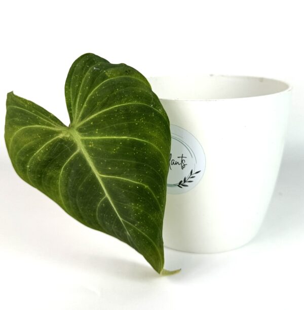 Filodendron Splendid juurdumata pistik