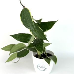 Vahalill macrophylla variegata