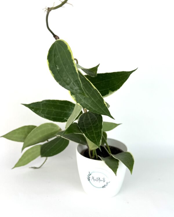 Vahalill macrophylla variegata