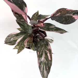 Filodendron Pink Princess Marble
