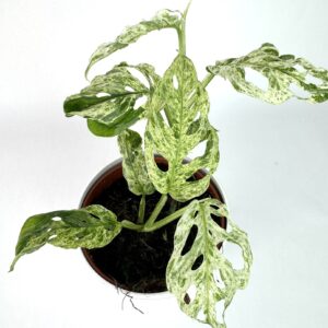 Monstera Frozen Freckles