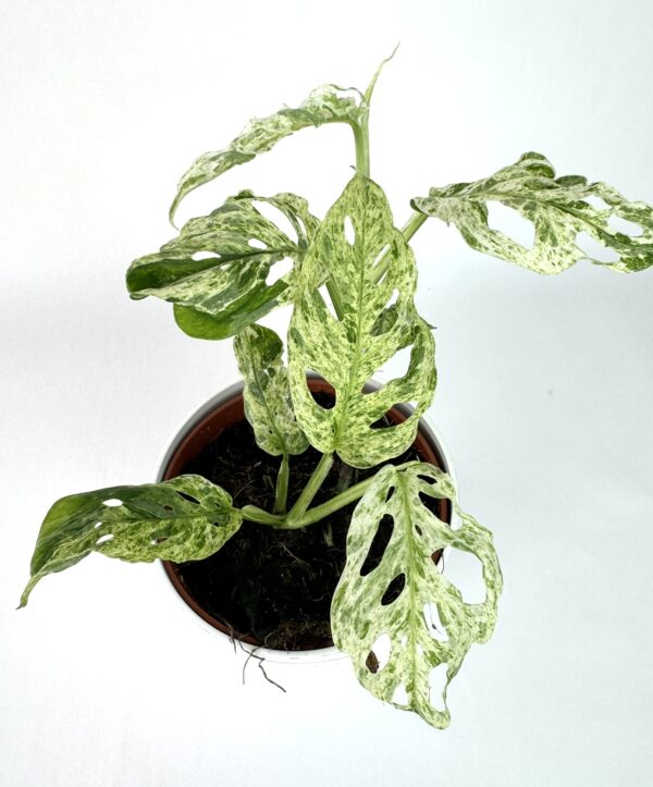 Monstera Frozen Freckles