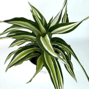 Dracaena Fragrans Malaica