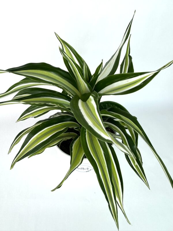 Dracaena Fragrans Malaica