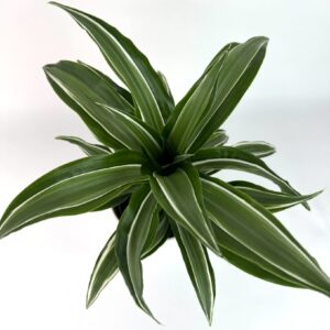 Dracaena Frage Rans Lemon Suprise